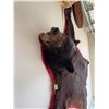 Image 4 : Black bear skin rug with red felt border