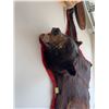Image 5 : Black bear skin rug with red felt border