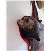 Image 6 : Black bear skin rug with red felt border