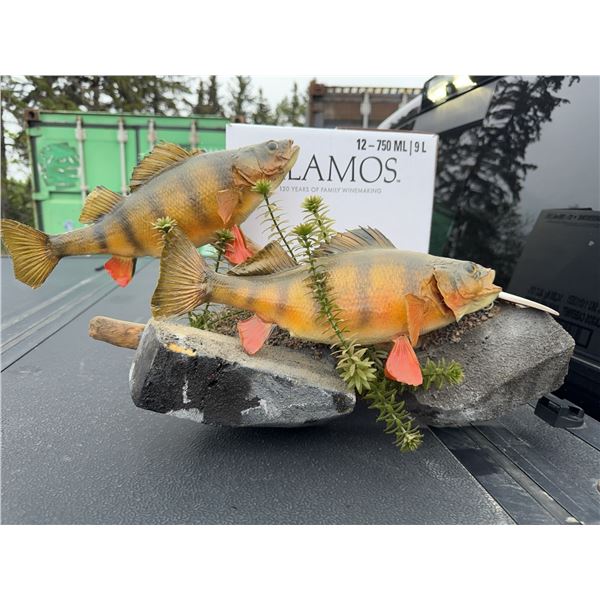 Perch Fish Taxidermy Duo on Decorative Base