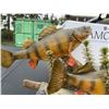 Image 3 : Perch Fish Taxidermy Duo on Decorative Base