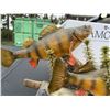 Image 4 : Perch Fish Taxidermy Duo on Decorative Base