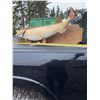 Image 3 : Taxidermy Northern Pike on Wood Plaque