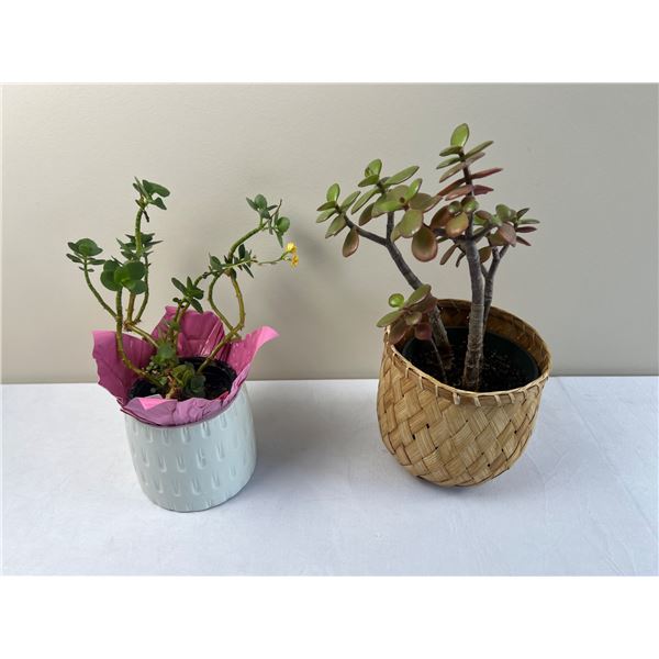 Potted Household Plants
