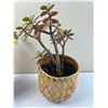Image 2 : Potted Household Plants