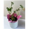 Image 3 : Potted Household Plants
