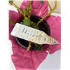 Image 4 : Potted Household Plants