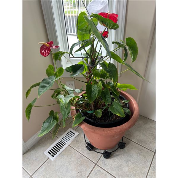 Potted Anthurium House Plant