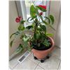 Image 1 : Potted Anthurium House Plant