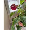 Image 2 : Potted Anthurium House Plant