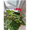 Image 3 : Potted Anthurium House Plant