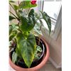 Image 4 : Potted Anthurium House Plant