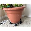 Image 5 : Potted Anthurium House Plant