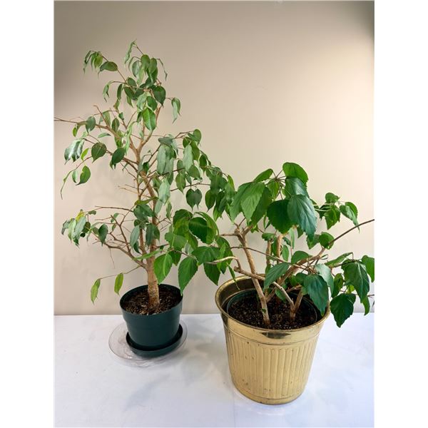 Potted Trees
