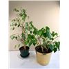 Image 1 : Potted Trees