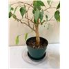 Image 2 : Potted Trees