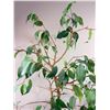 Image 3 : Potted Trees