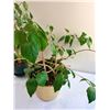 Image 4 : Potted Trees