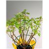 Image 2 : Potted House Plant & Stand
