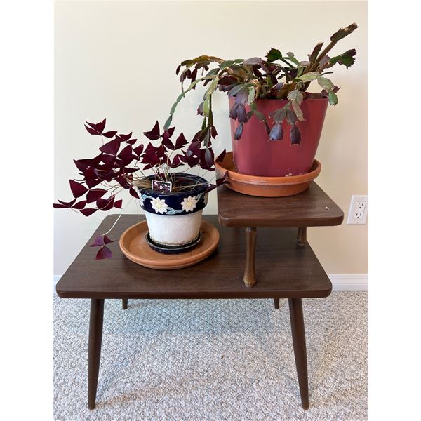 Potted House Plants & Stand