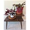 Image 1 : Potted House Plants & Stand