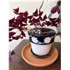 Image 2 : Potted House Plants & Stand