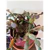 Image 4 : Potted House Plants & Stand