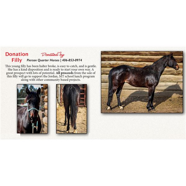Donation Filly