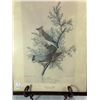 Image 2 : Antique-Style Audubon Reproduction Print — "Cedar Waxwing," Framed