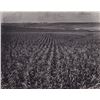 Image 3 : 2pc Eliot Elisofon (American, 1911-1973), Original Gelatin Silver Prints, American Agricultural Land