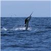 Image 3 : Sport Fishing Trip for 2 with Crocodile Bay Resort located in Costa Rica