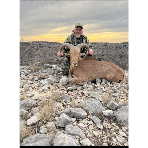 Aoudad/Barbary Sheep Texas Hunt by Trash Rack