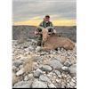 Image 1 : Aoudad/Barbary Sheep Texas Hunt by Trash Rack