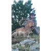 Image 2 : Aoudad/Barbary Sheep Texas Hunt by Trash Rack