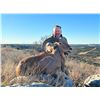 Image 3 : Aoudad/Barbary Sheep Texas Hunt by Trash Rack