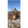 Image 5 : Aoudad/Barbary Sheep Texas Hunt by Trash Rack