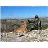 Image 6 : Aoudad/Barbary Sheep Texas Hunt by Trash Rack