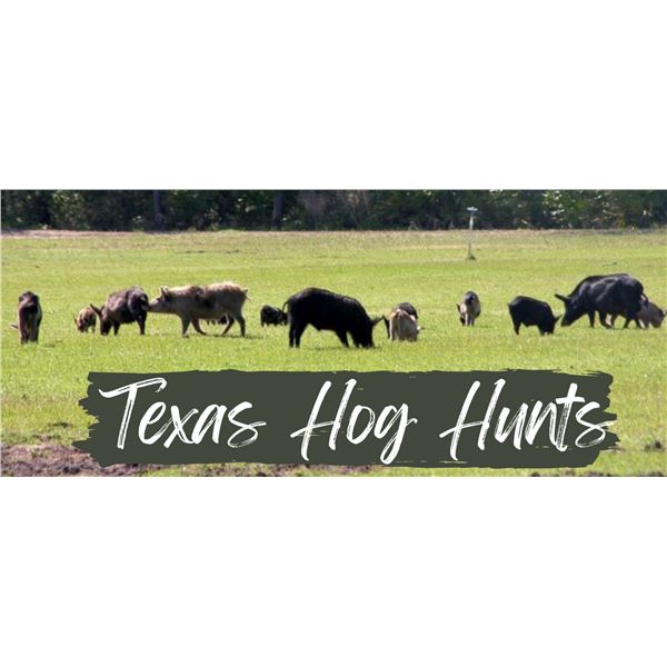 Unlimited Texas Hog Hunt for 2 Hunters