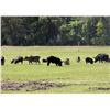 Image 2 : Unlimited Texas Hog Hunt for 2 Hunters