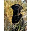 Image 3 : North Dakota Waterfowl Hunt for 2 Hunters