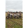 Image 4 : Sandhill Crane Hunt - West Central Kentucky - TLC Outfitters