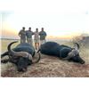 Image 4 : 10-Day Cape Buffalo Hunt – Limpopo, South Africa