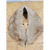 Image 4 : (3) Vintage Fur Stoles and (1) Vintage Black Shawl
