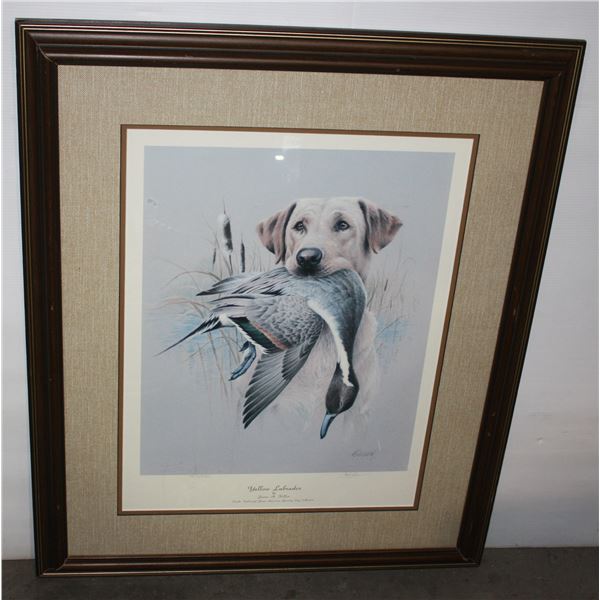 FRAMED PRINT YELLOW LABRADOR JAMES.H.KILLEN