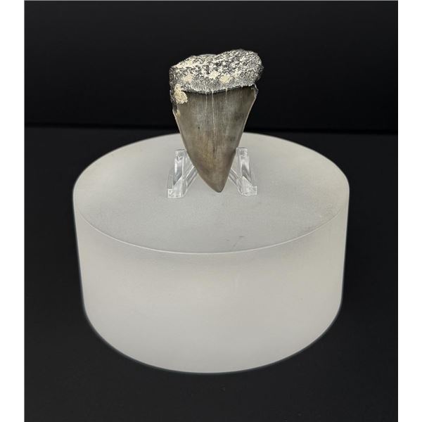 Megalodon Fossil Shark Tooth