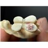 Image 7 : Japanese Netsuke Montana Residents Only