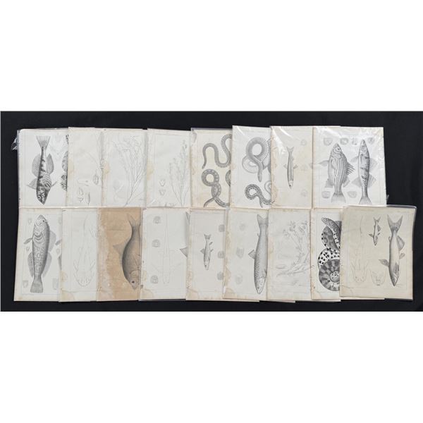 Pacific Railroad Surveys Fish Prints