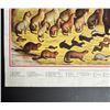 Image 2 : Fur Bearing Animals Convention Trapping Lithograph