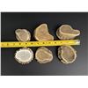 Image 4 : Elk Antler Rosettes