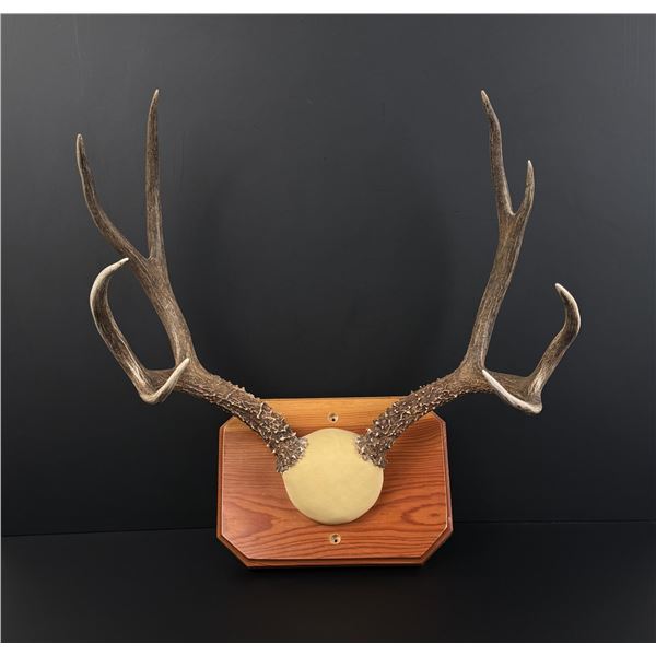 Montana Taxidermy Mule Deer Horns